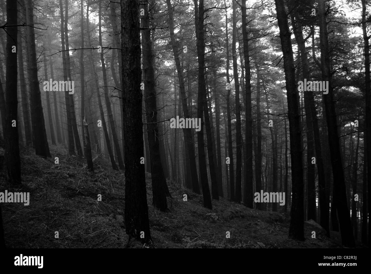 Edge of the fog Black and White Stock Photos & Images - Alamy