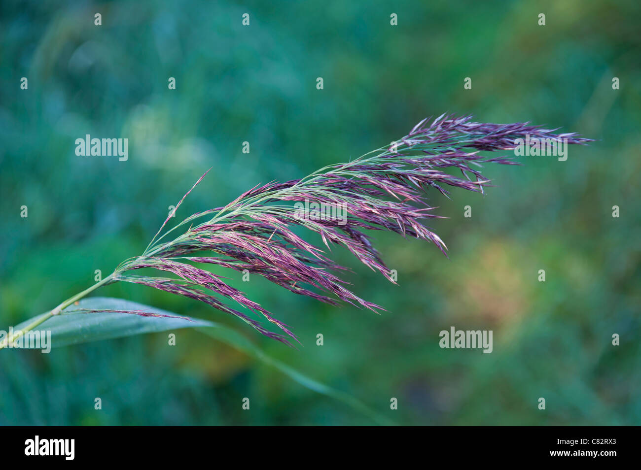 Grass with purple seeds Stock Photo - Alamy