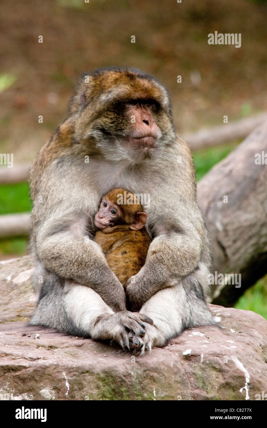 Adult Monkey taking care of Baby Monkey, Trentham Gardens, UK Stock Photo