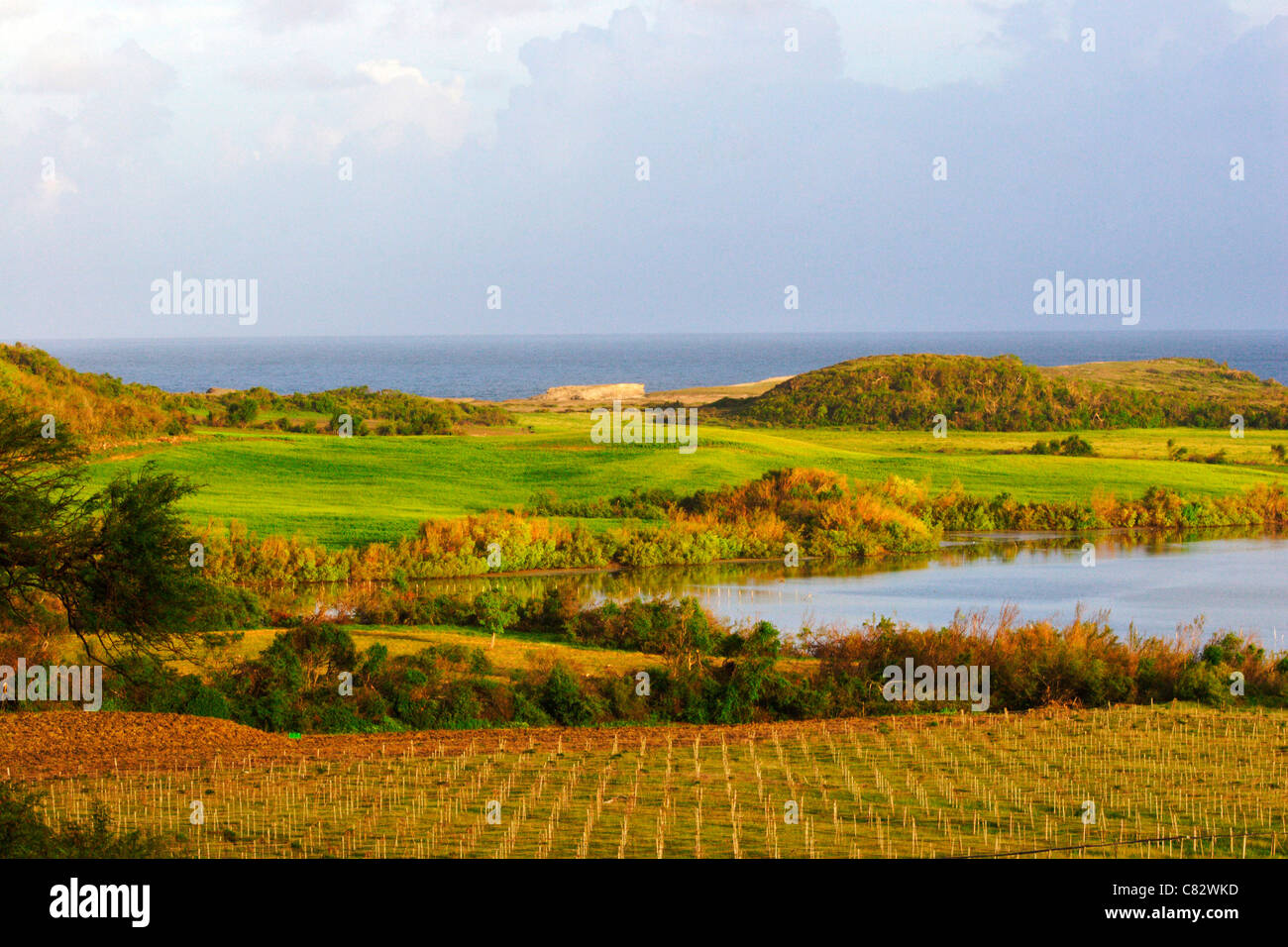 The Salines in Martinique, a caribbean island. Stock Photo