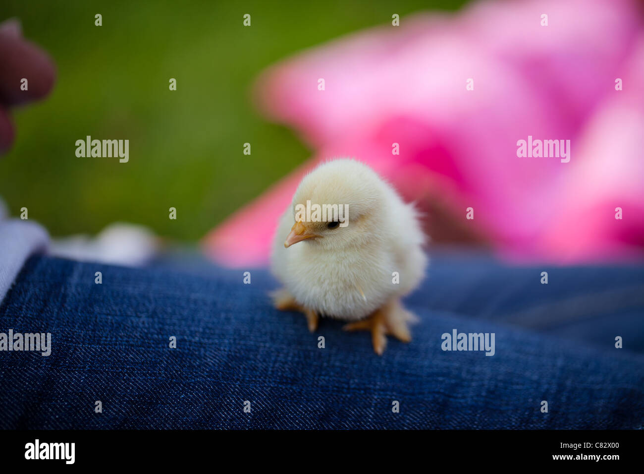 New born baby chickens Stock Photo