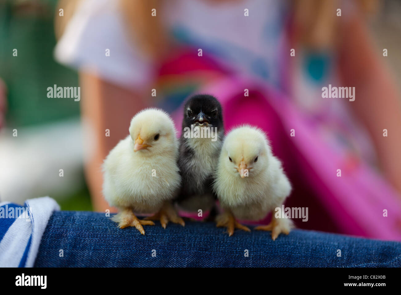 Baby chickens hires stock photography and images Alamy