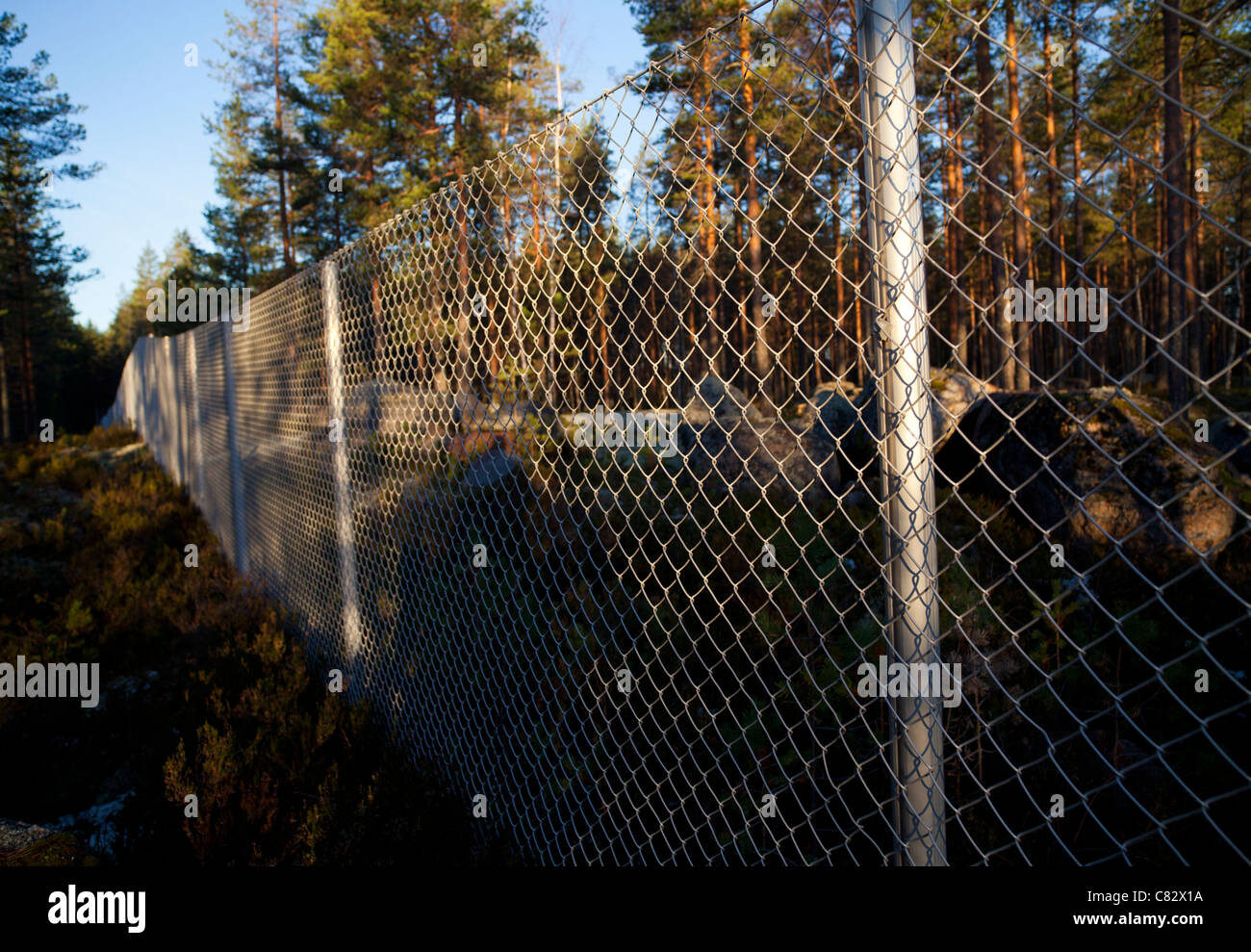 Metal wire netting fence in the middle of the forest , Finland Stock Photo
