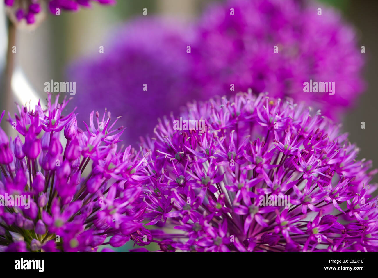 A group of purple aliums growing in a garden Stock Photo
