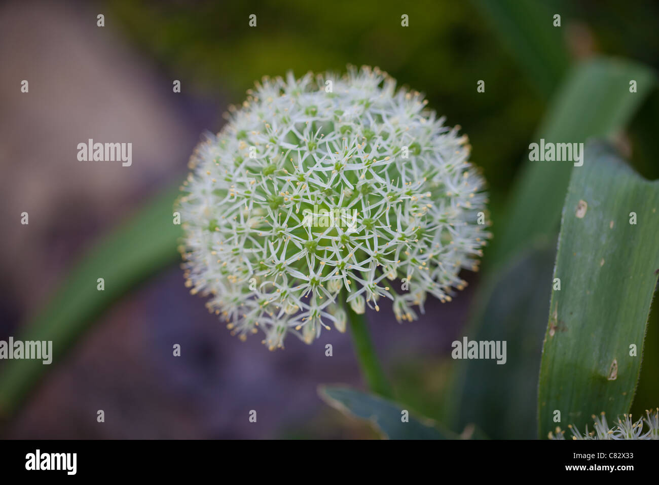 A small white alium flower fully developed into its globe shape Stock Photo
