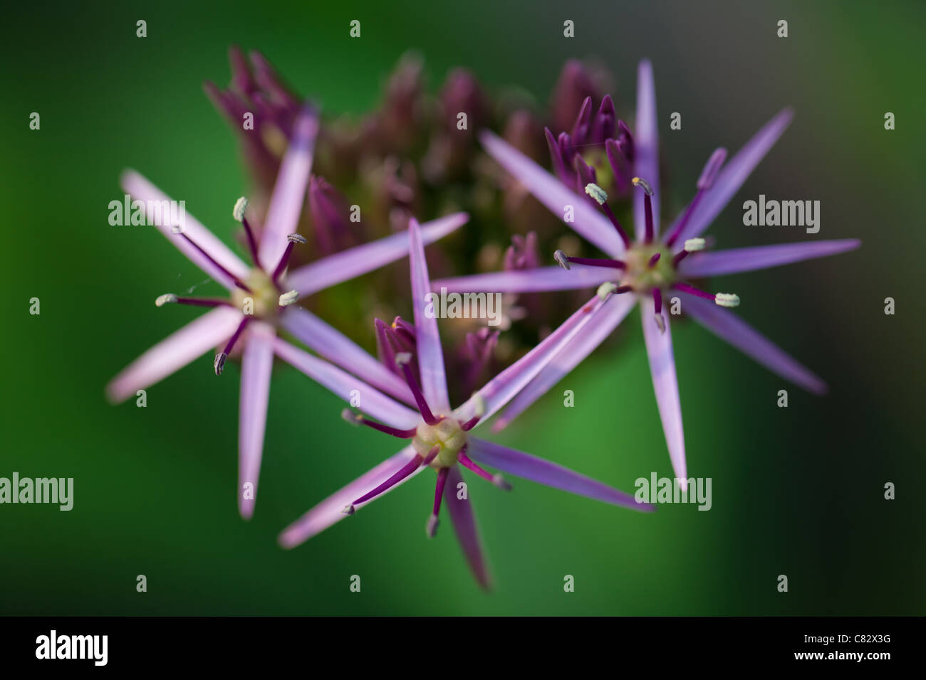 close up of three individual flowers on a purple alium flower.  The remaining flowers in the globe are yet to bloom Stock Photo