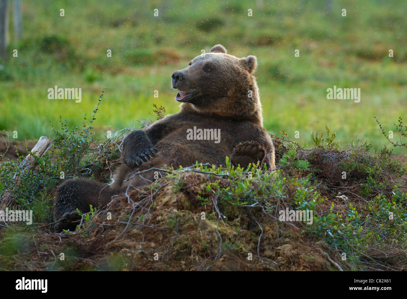 A humorous image of a relaxed male bear, scratching hid belly in a lazy summer afternoon Stock Photo