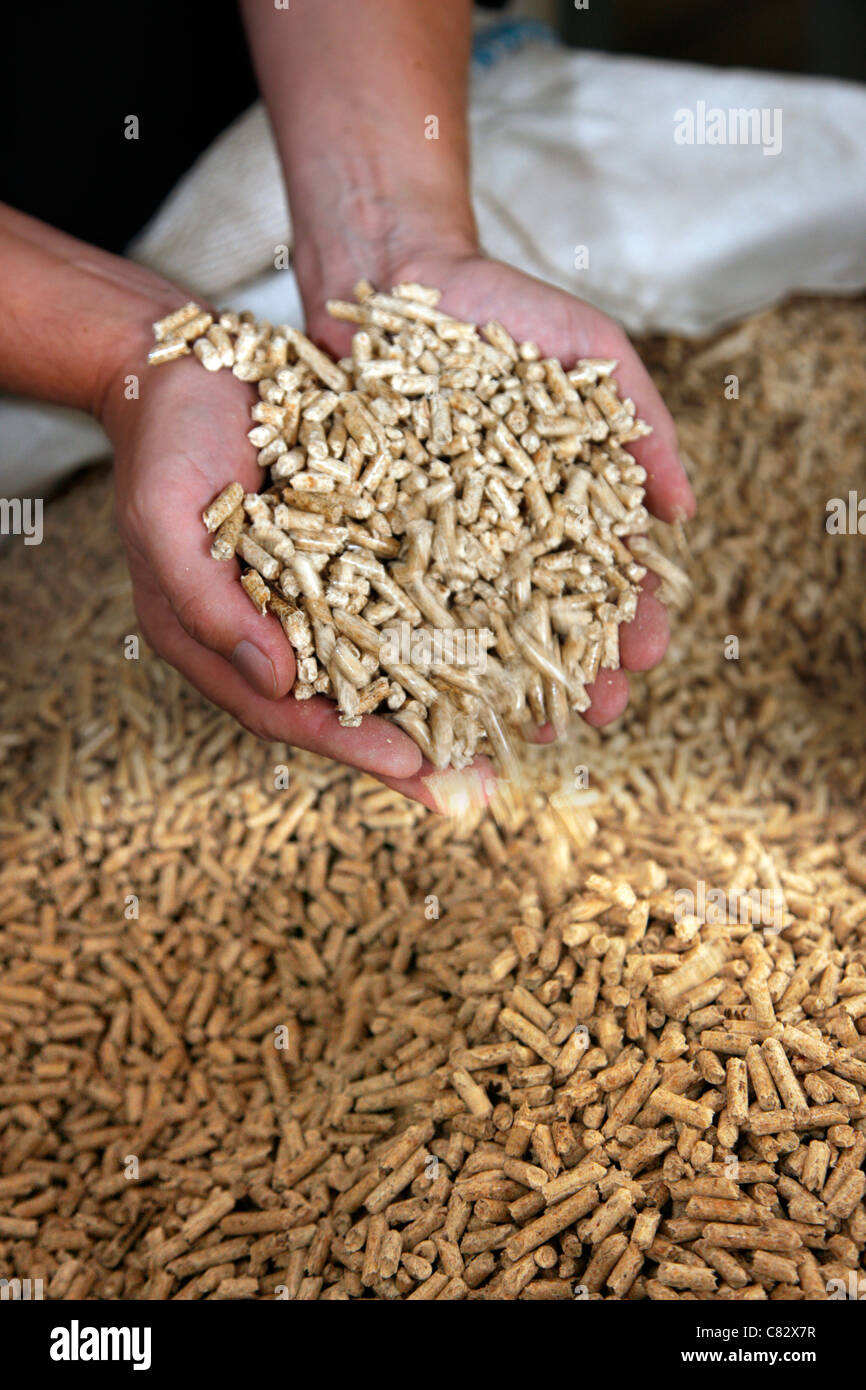 Production of wood pellets. A type of wood fuel. Sawdust is