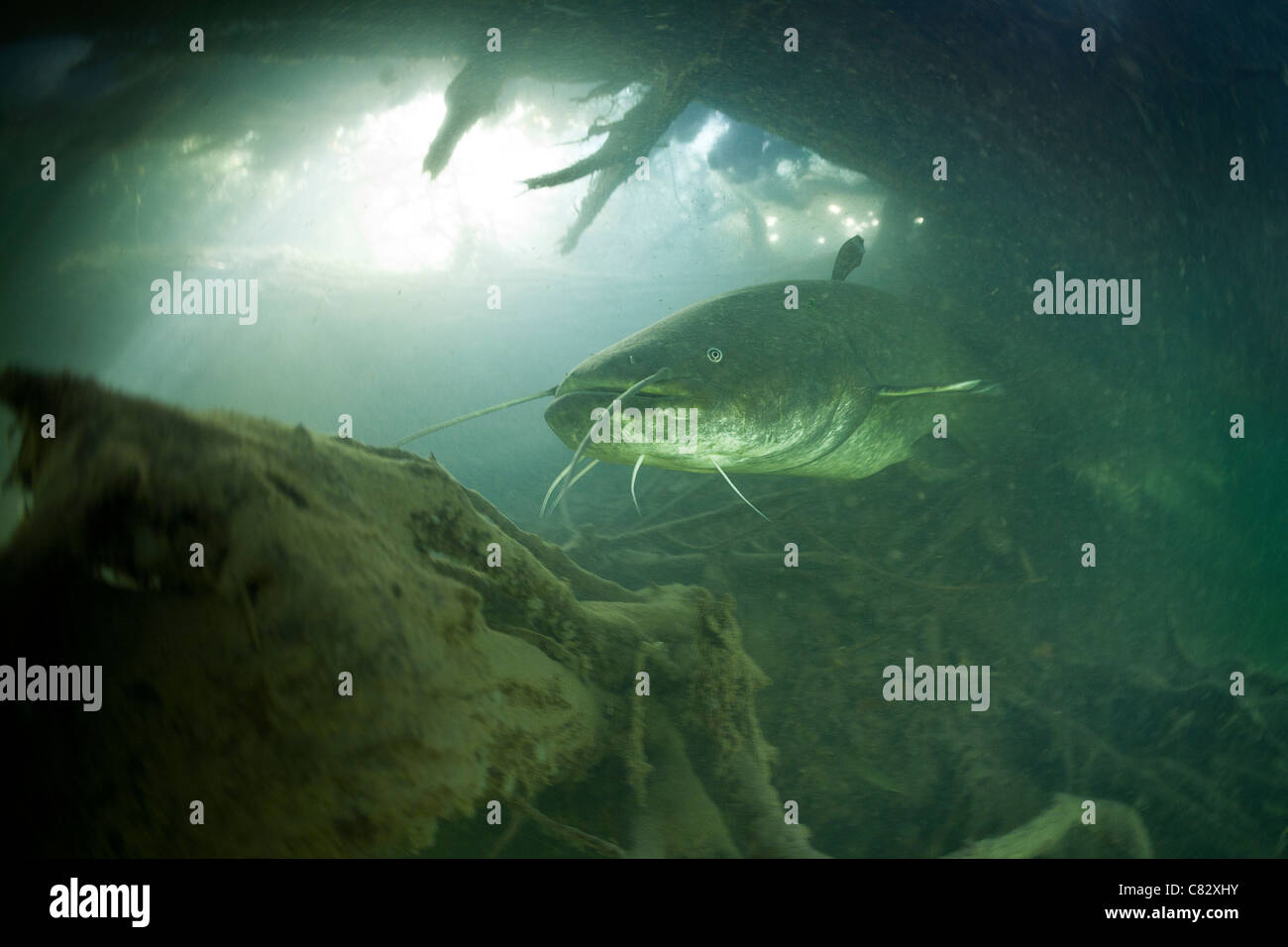 A Wels catfish (Silurus glanis) in the wild. That specimen measures nearly 8.2 ft and weighs 220 lbs or so. Stock Photo