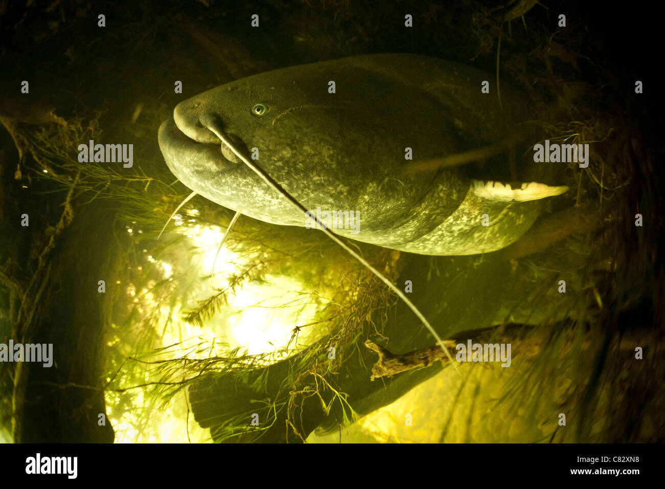 A Wels catfish (Silurus glanis) in the wild. That specimen measures nearly 8.2 ft and weighs 220 pounds or so. Stock Photo