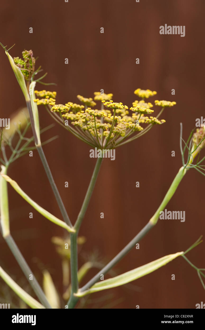 Bronze Fennel, Foeniculum vulgare 'Purpureum', in flower Stock Photo