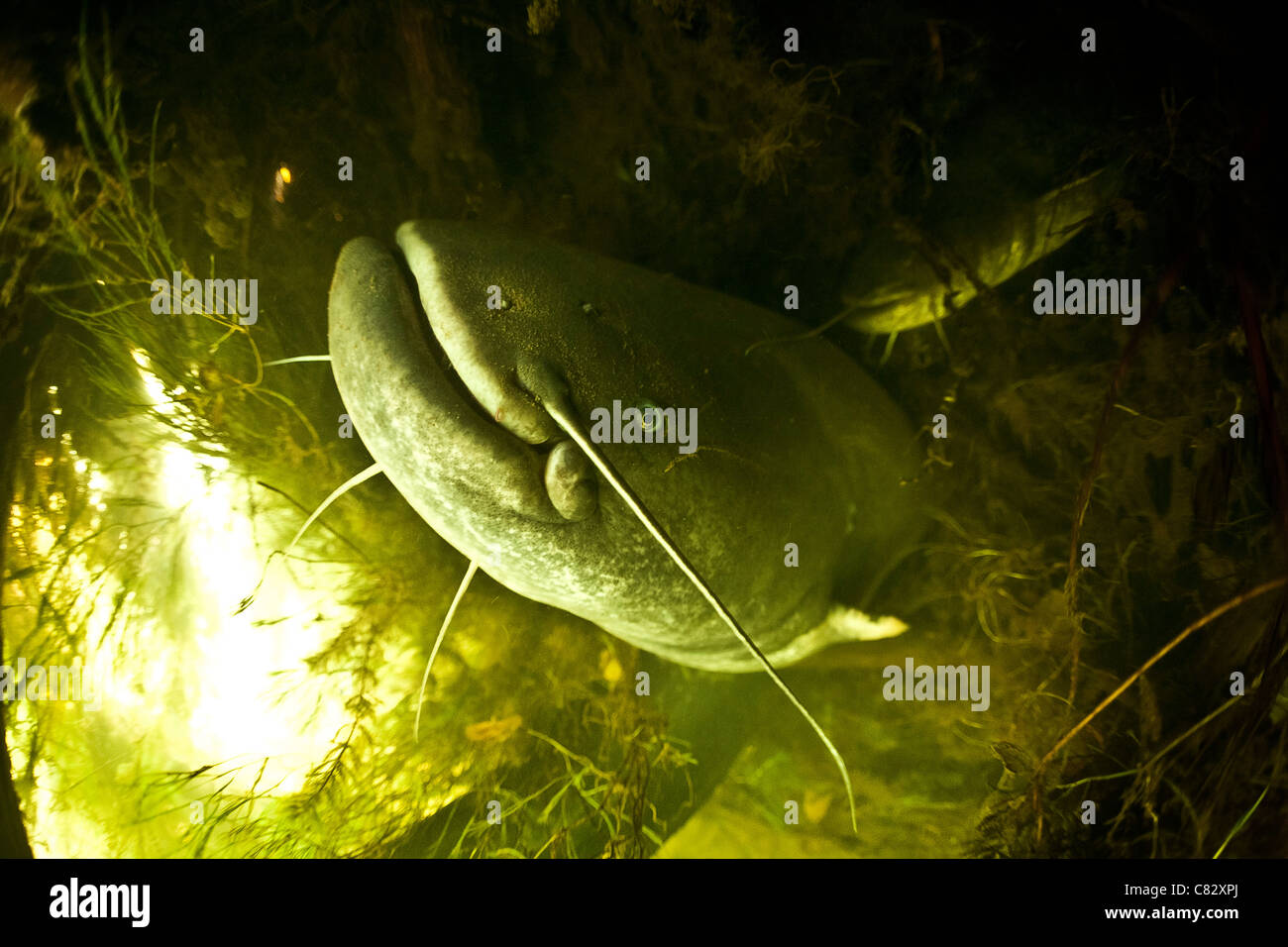 A Wels catfish (Silurus glanis) in the wild. That specimen measures nearly 8.2 ft and weighs 220 pounds or so. Stock Photo
