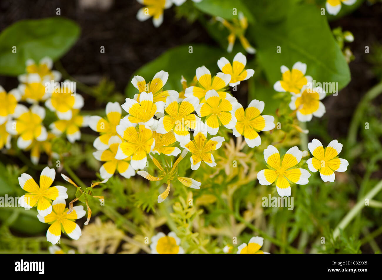 Limnanthes douglasii, Poached Egg Flower, in bloom Stock Photo