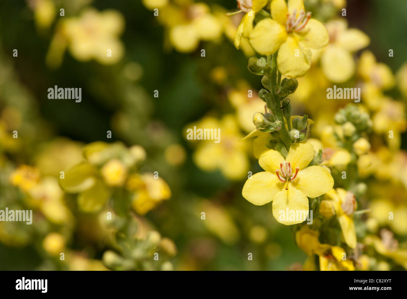 Verbascum olympicum, Olympian mullein, in flower Stock Photo