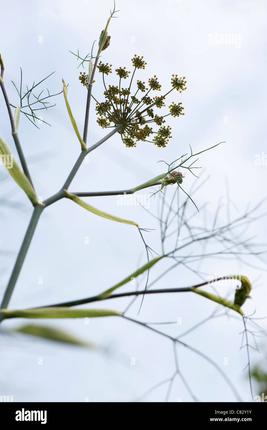 Bronze Fennel, Foeniculum vulgare 'Purpureum', in flower Stock Photo