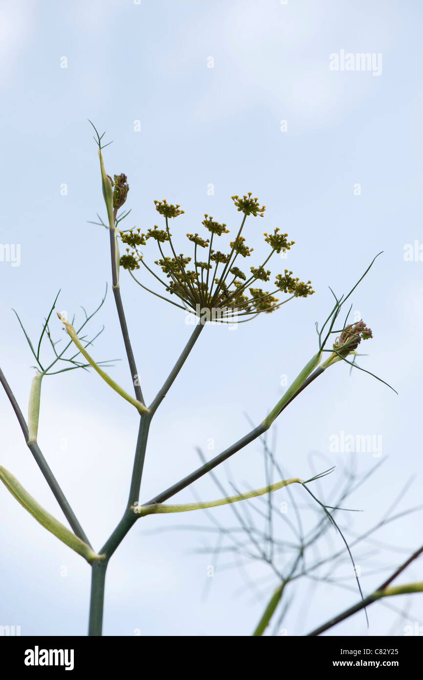 Bronze Fennel, Foeniculum vulgare 'Purpureum', in flower Stock Photo