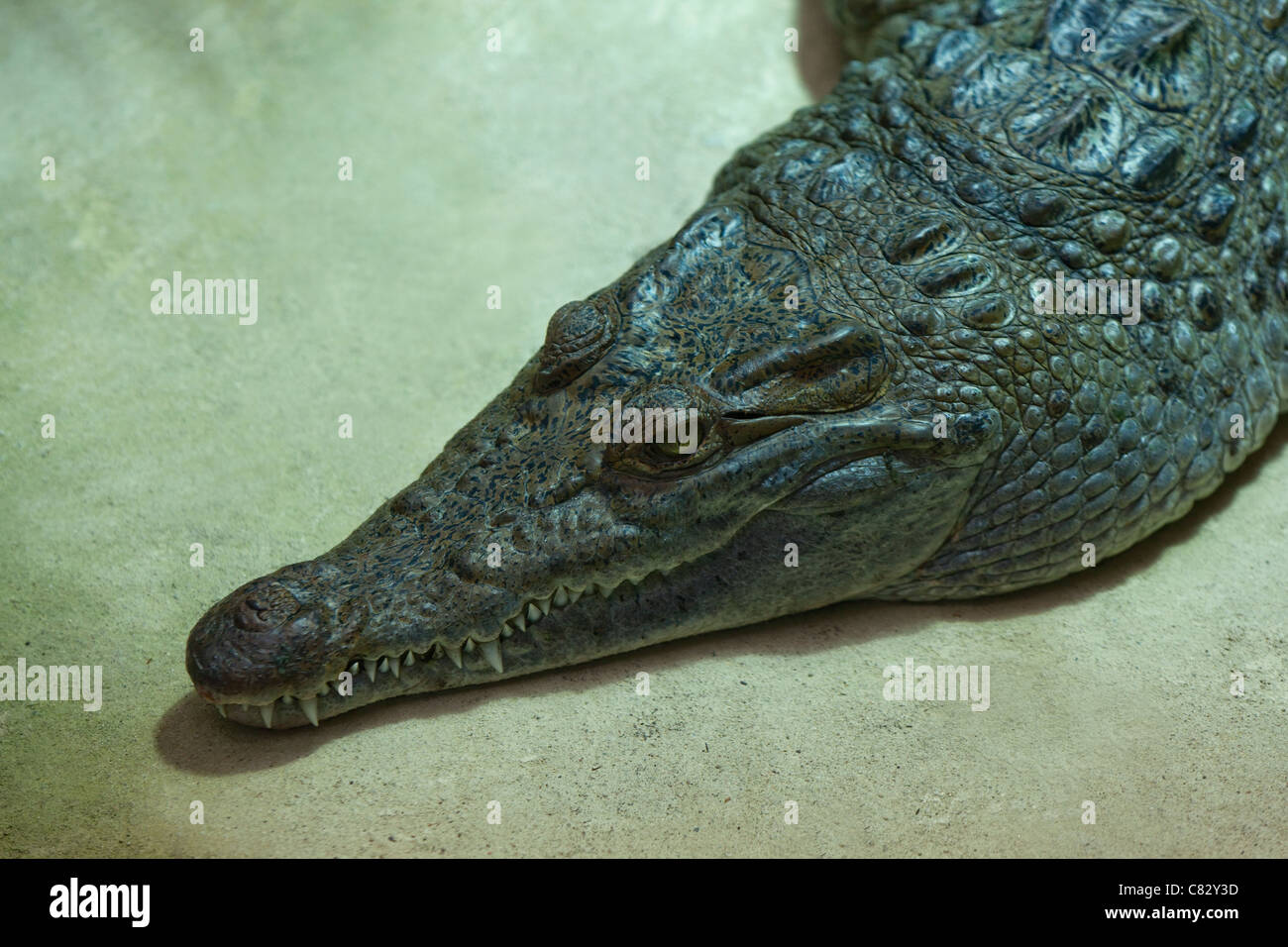 Philippine Crocodile (Crocodylus mindorensis). Endangered species. Stock Photo