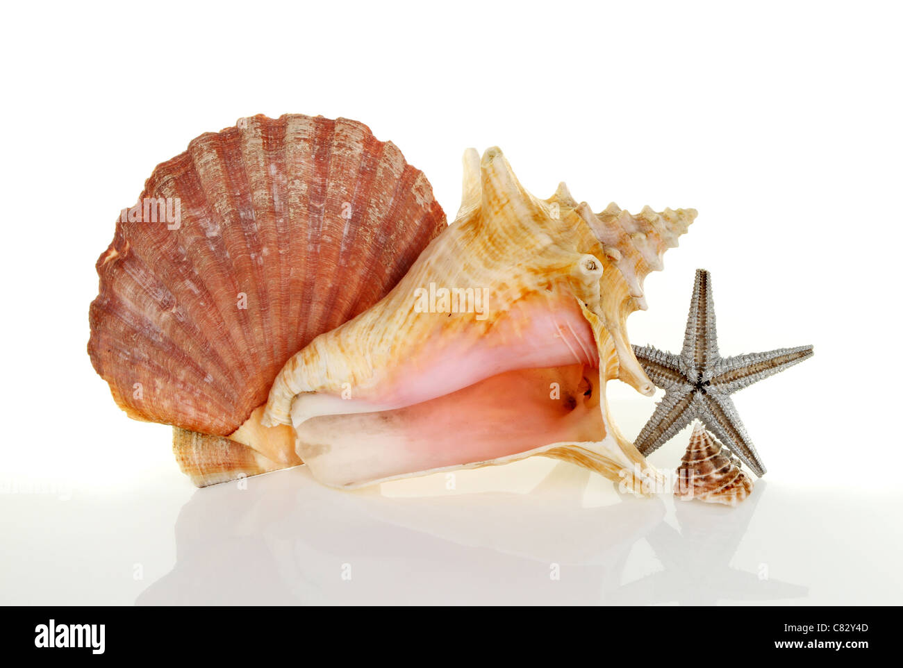 Sea shells and a dried starfish with soft shadows and reflections against a white background Stock Photo