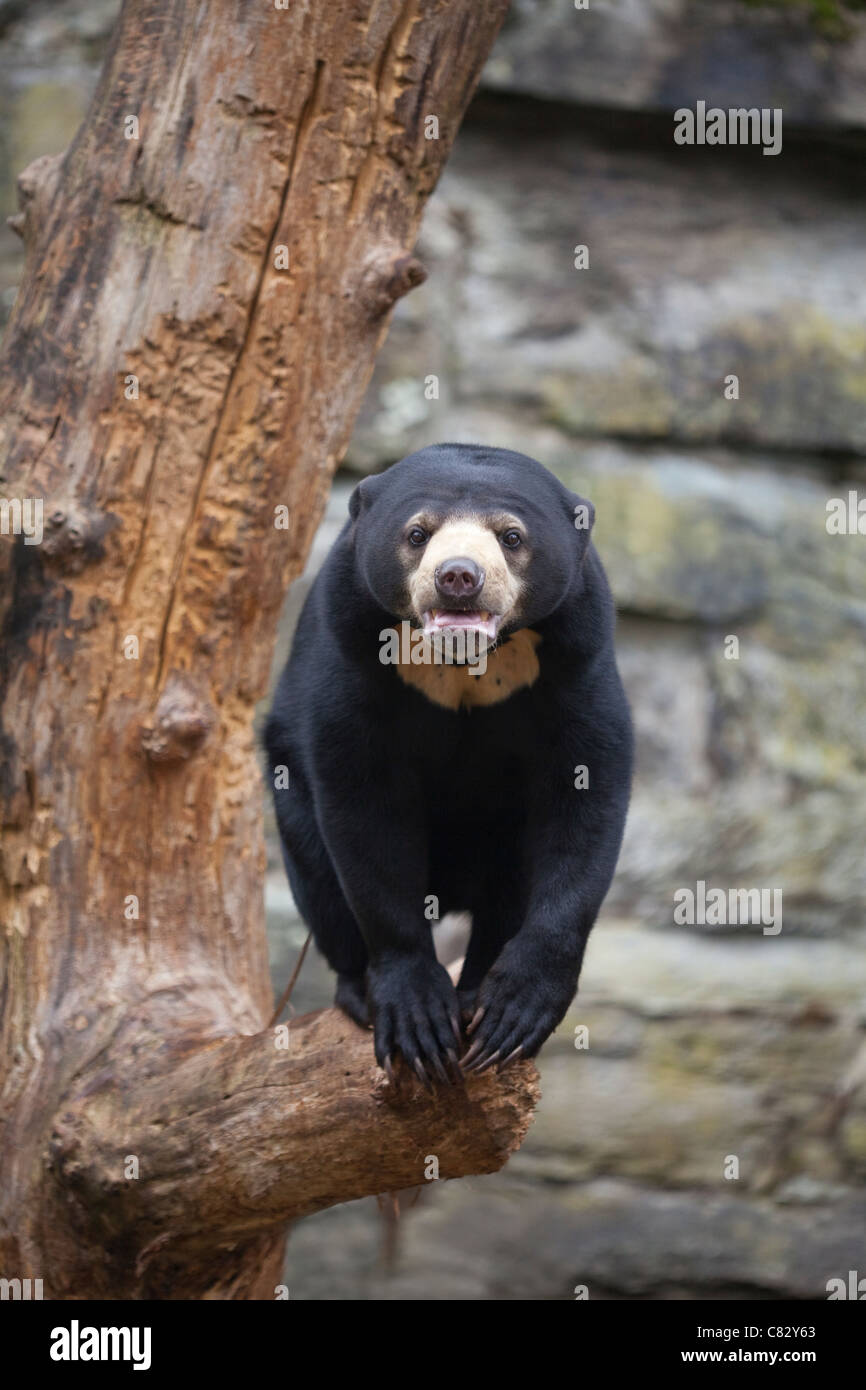 Sun or Malayan Bear (Helarctos malayanus). Stock Photo