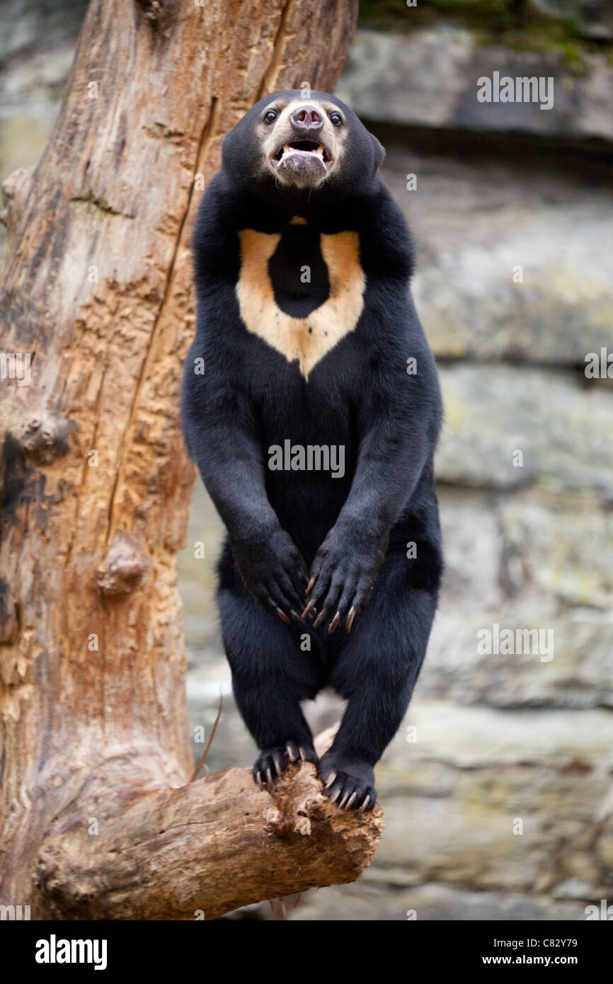 Sun or Malayan Bear (Helarctos malayanus). Standing on hind legs on a tree branch. Stock Photo