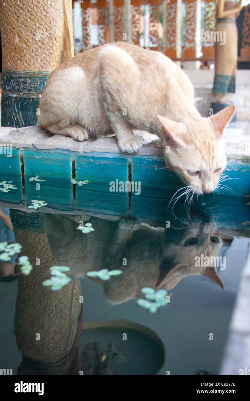 cat watching fish