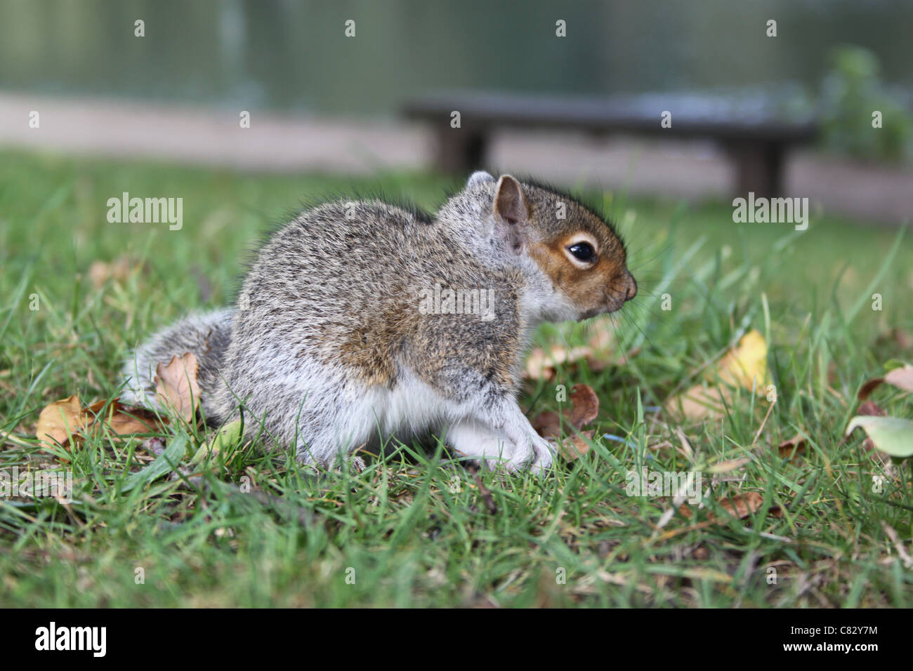 Baby squirrel hires stock photography and images Alamy