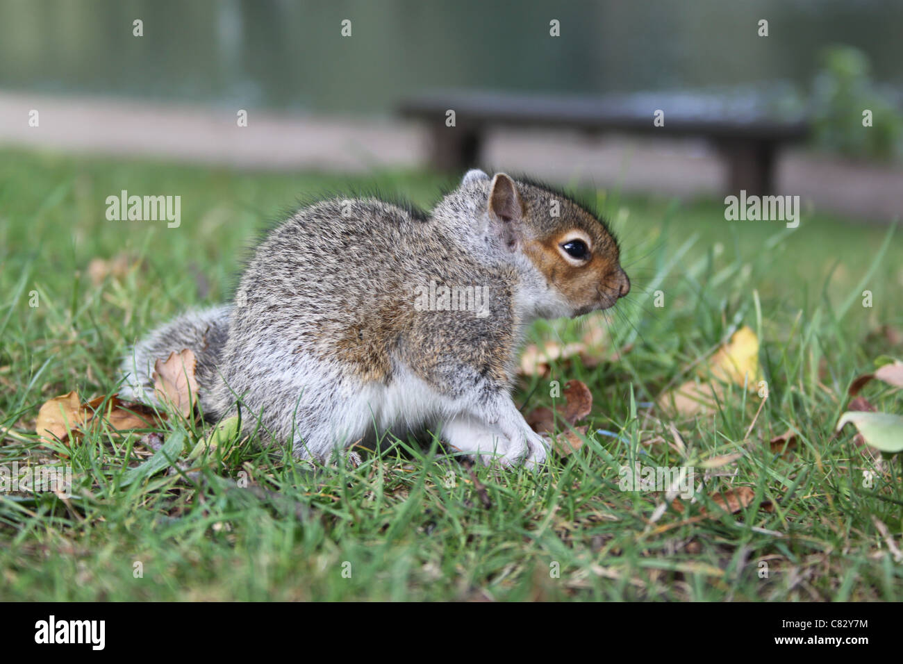A baby squirrel in Roundhay Park, Leeds Stock Photo