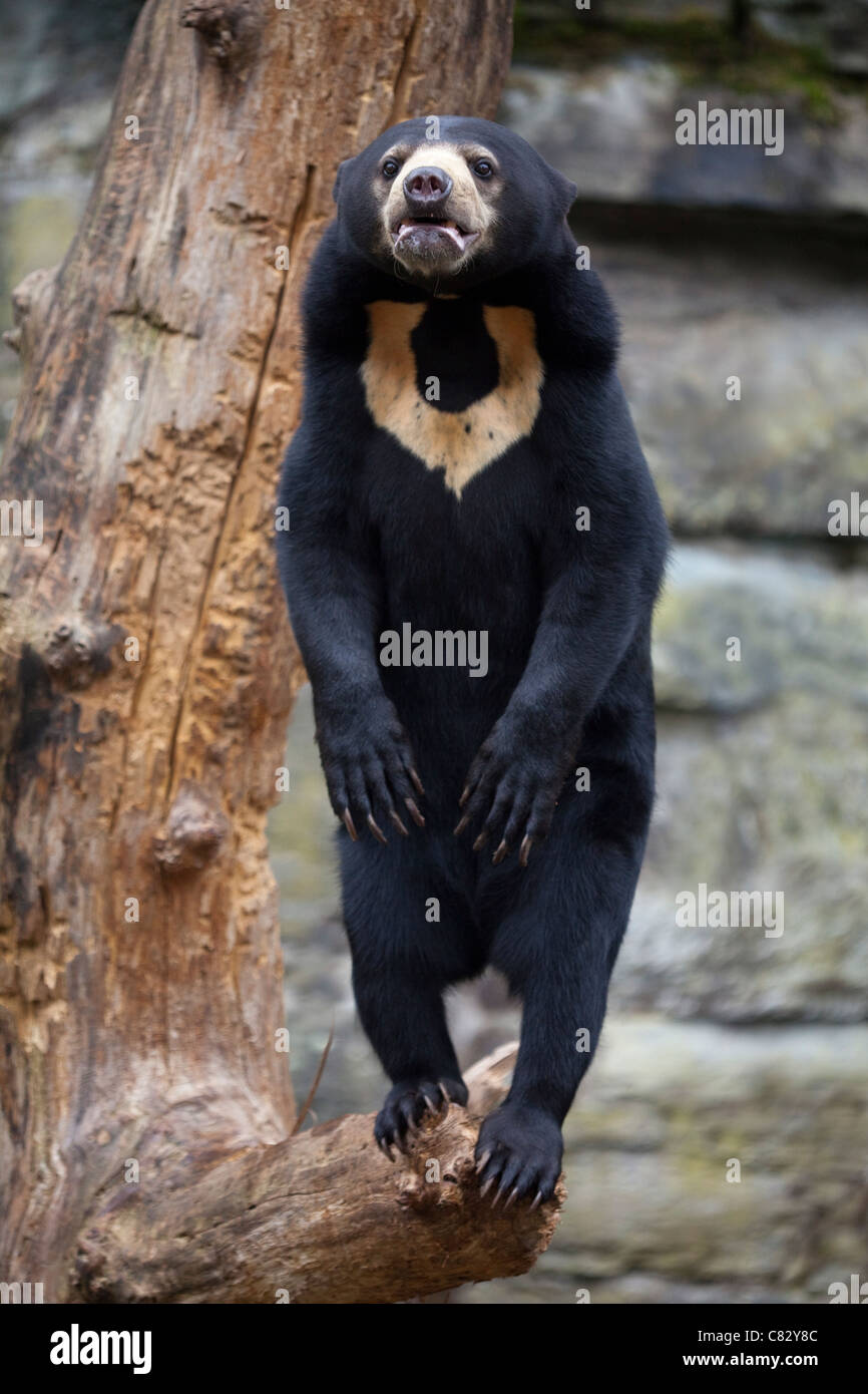 Sun or Malayan Bear (Helarctos malayanus). Standing on hind legs on a tree branch. Stock Photo