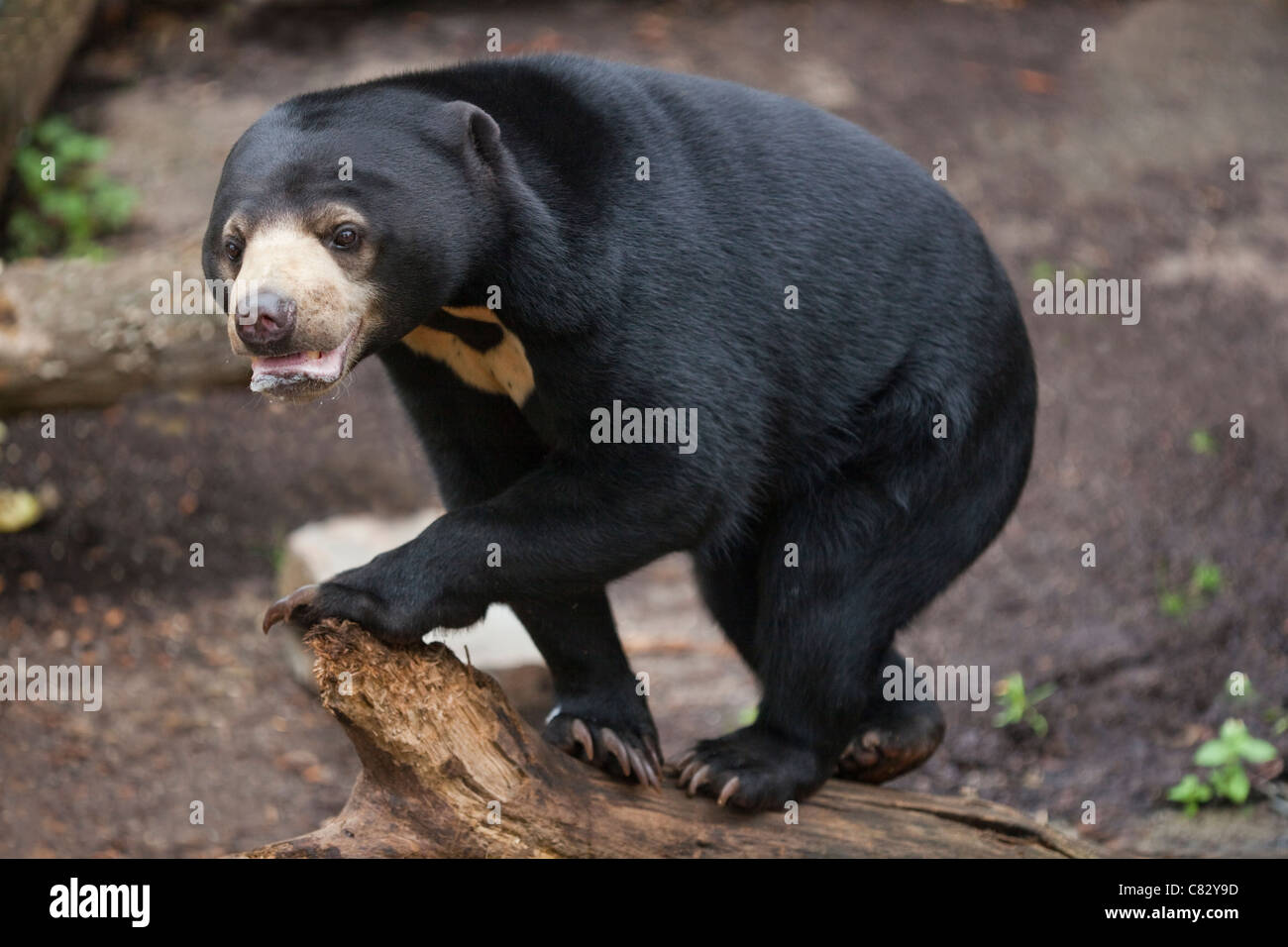Sun or Malayan Bear (Helarctos malayanus). Stock Photo