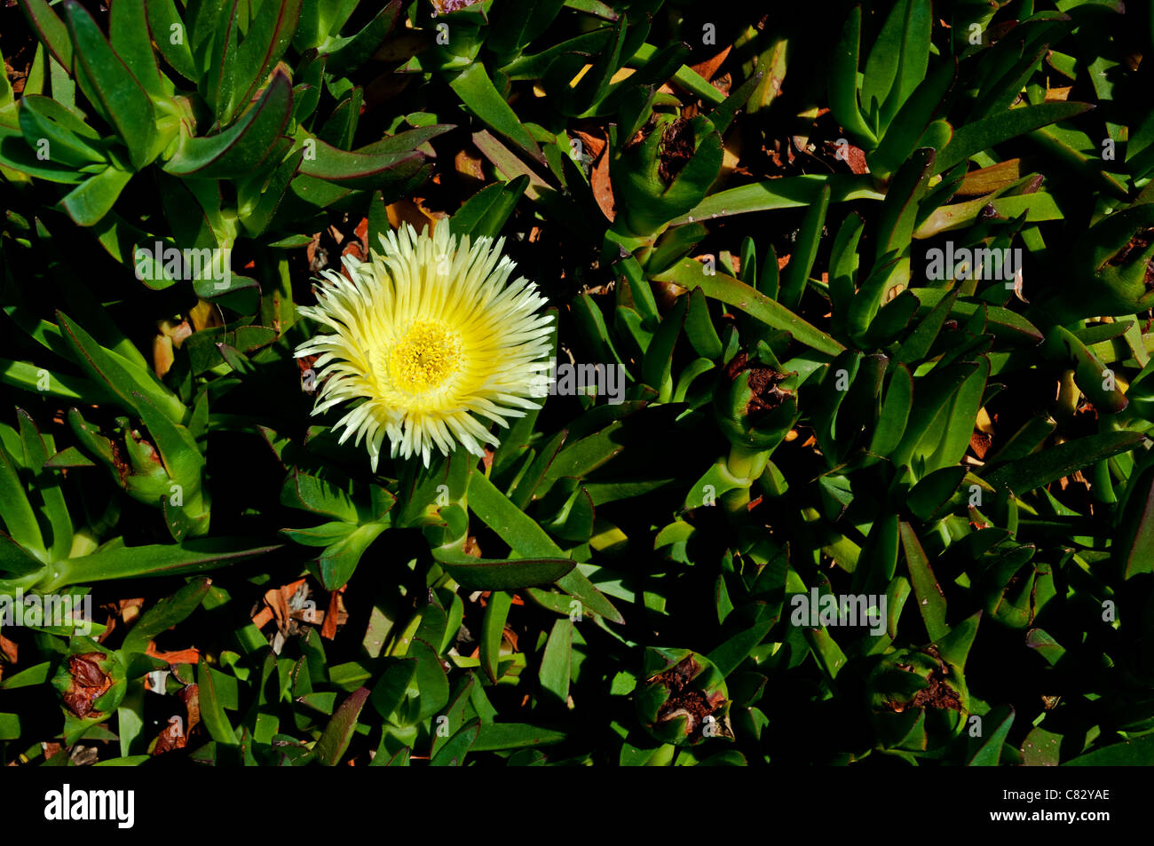 Low growing rhizomatous light yellow aster-like flower head with deep green spear shaped leaves Stock Photo