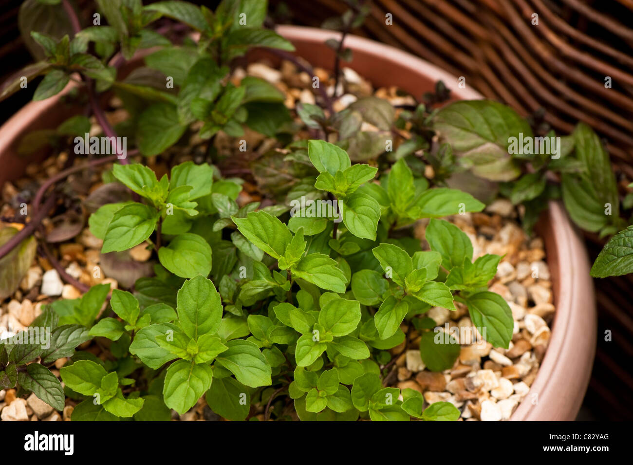 Mentha x gracilis syn. Mentha x gentilis, Ginger Mint, growing in a container Stock Photo