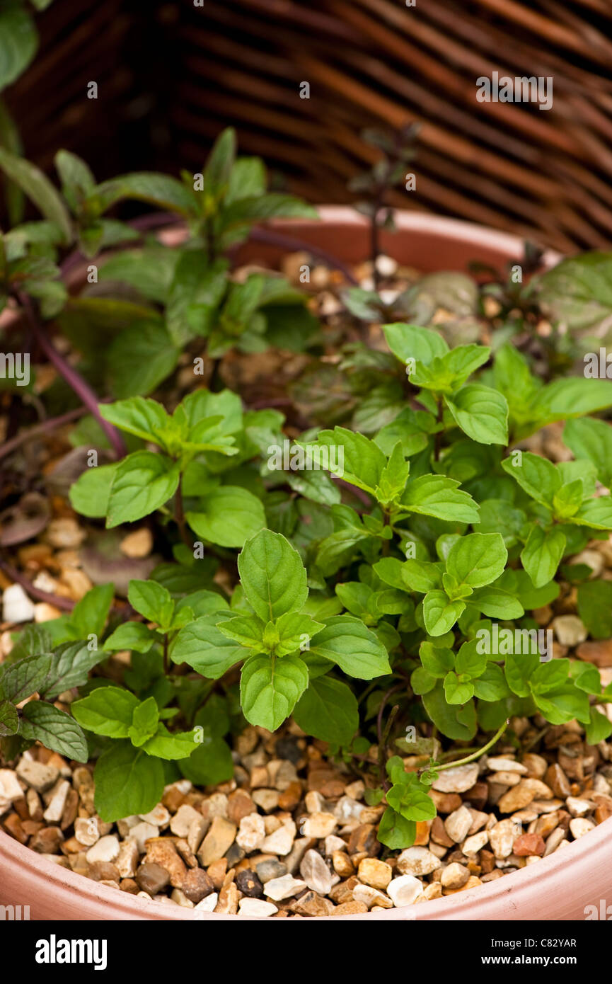 Mentha x gracilis syn. Mentha x gentilis, Ginger Mint, growing in a container Stock Photo