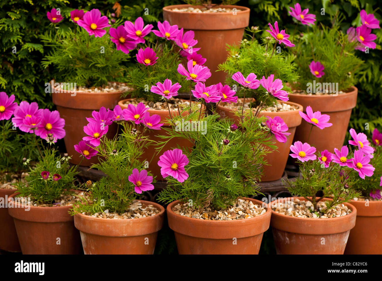 Cosmos flower pot hi-res stock photography and images - Alamy