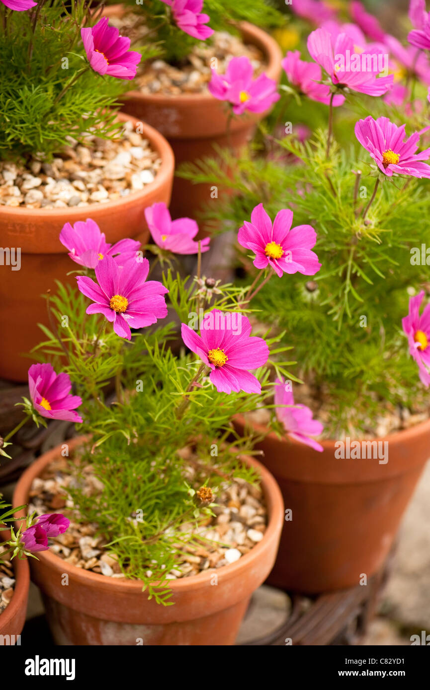 Pots of Cosmos bipinnatus 'Sonata Pink' in flower Stock Photo - Alamy