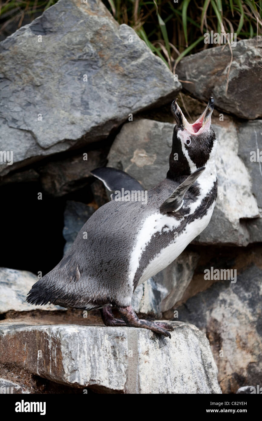 Humboldt's Penguin (Spheniscus humboldti). Braying or calling. Wuppertal Zoo, Germany. Native to South America. Stock Photo