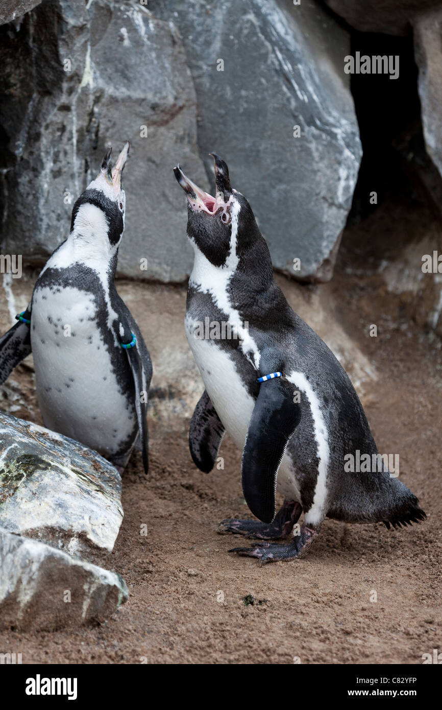 Humboldt's Penguins (Spheniscus humboldti). Pair, greeting one another. Wuppertal Zoo, Germany. Native to South America. Stock Photo