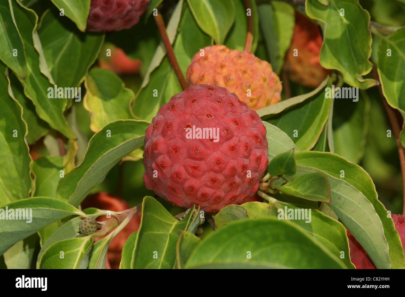 Cornus capitata hires stock photography and images Alamy