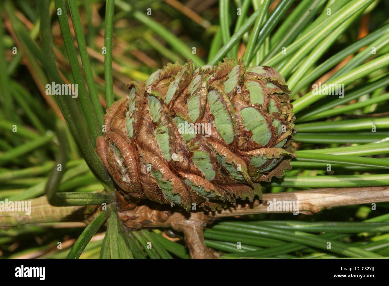 Sciadopitys verticillata  Umbrella pine Stock Photo