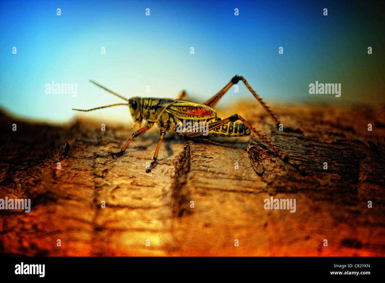 grasshopper on a tree Stock Photo