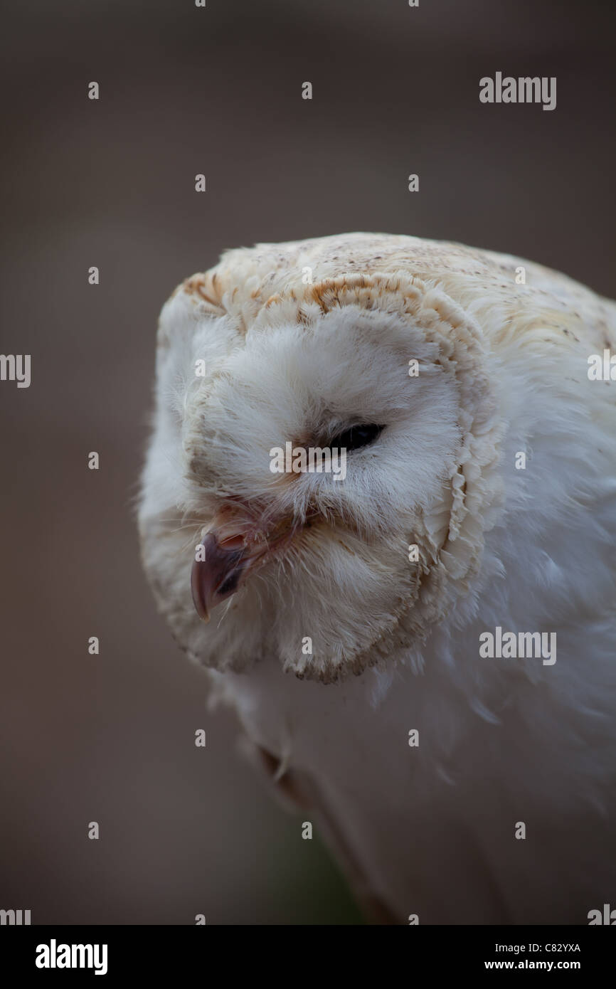 Common Barn Owl Stock Photo