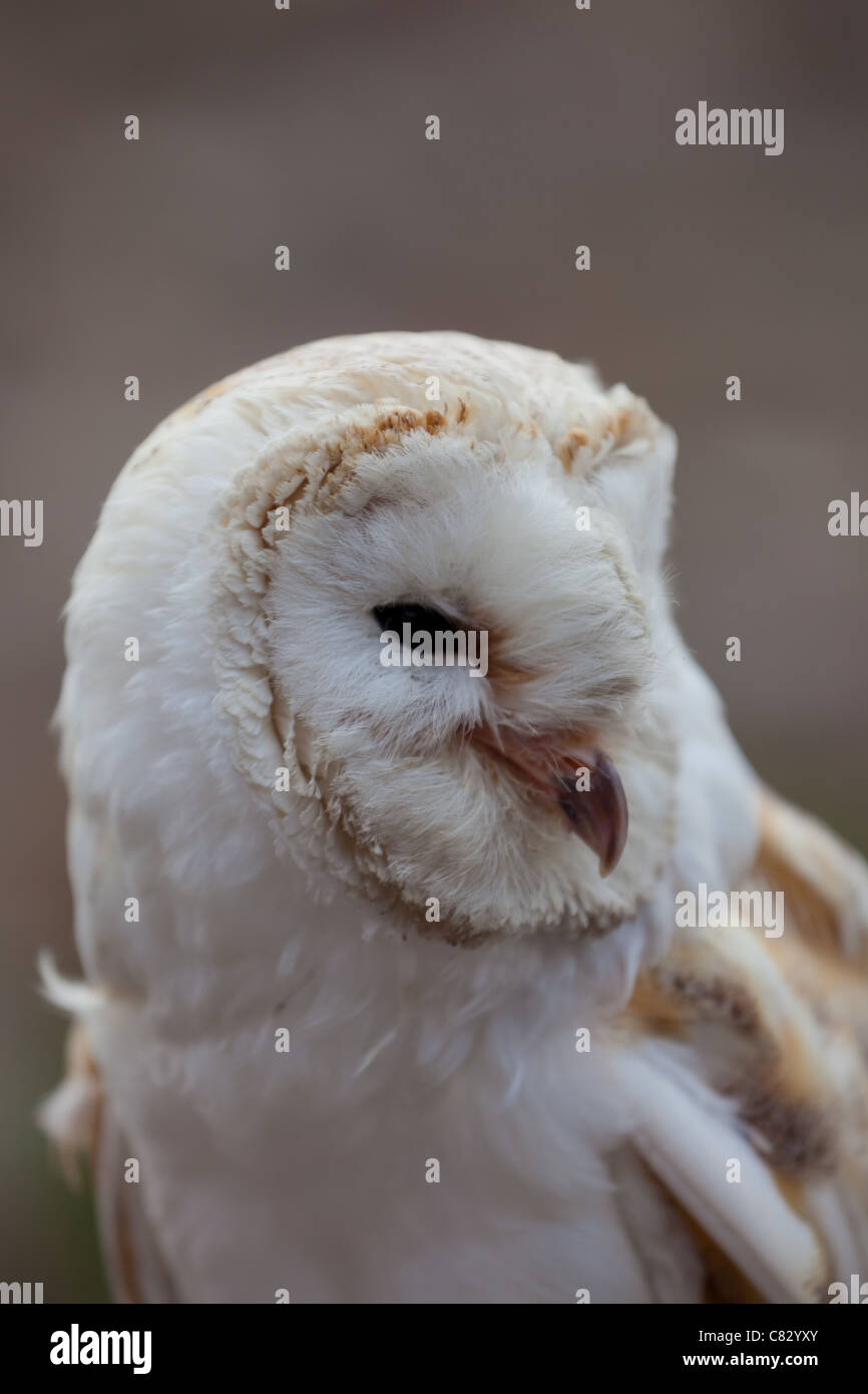 Common Barn Owl Stock Photo Alamy