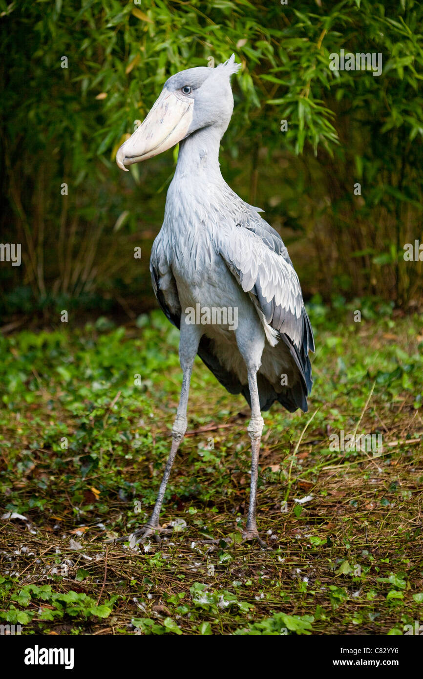 Shoebill Stork or Whale-headed Stork (Balaeniceps rex). Stock Photo