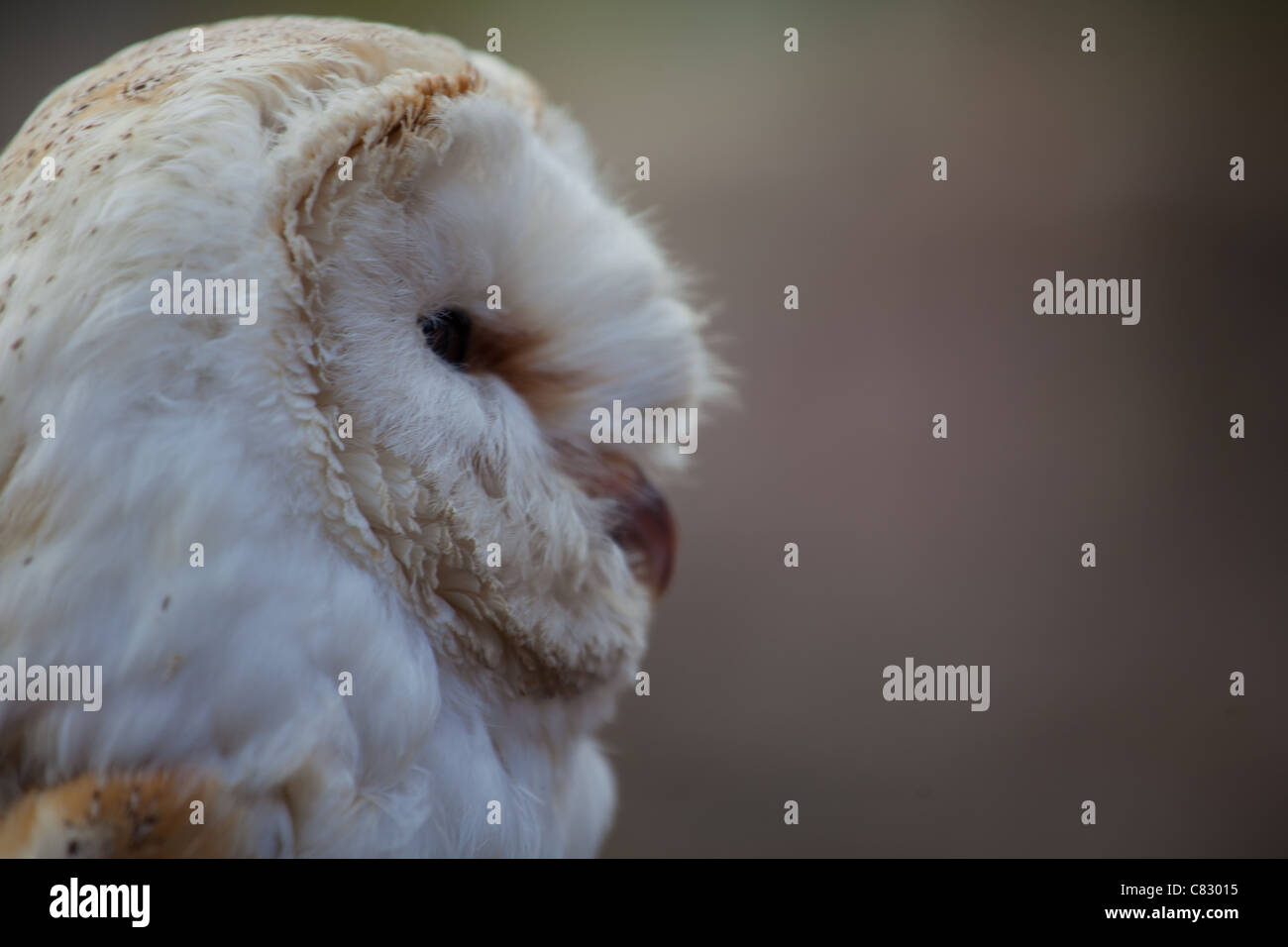 Profile photograph of a common barn owl Stock Photo