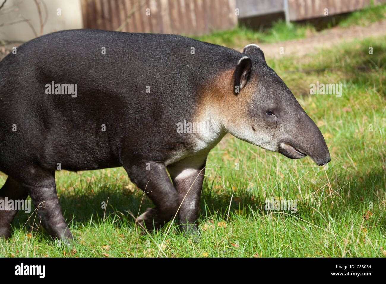 Baird's Tapir (Tapirus bairdii). Wuppertal Zoological Gardens, Germany. Native to Mexico and Central America. Stock Photo