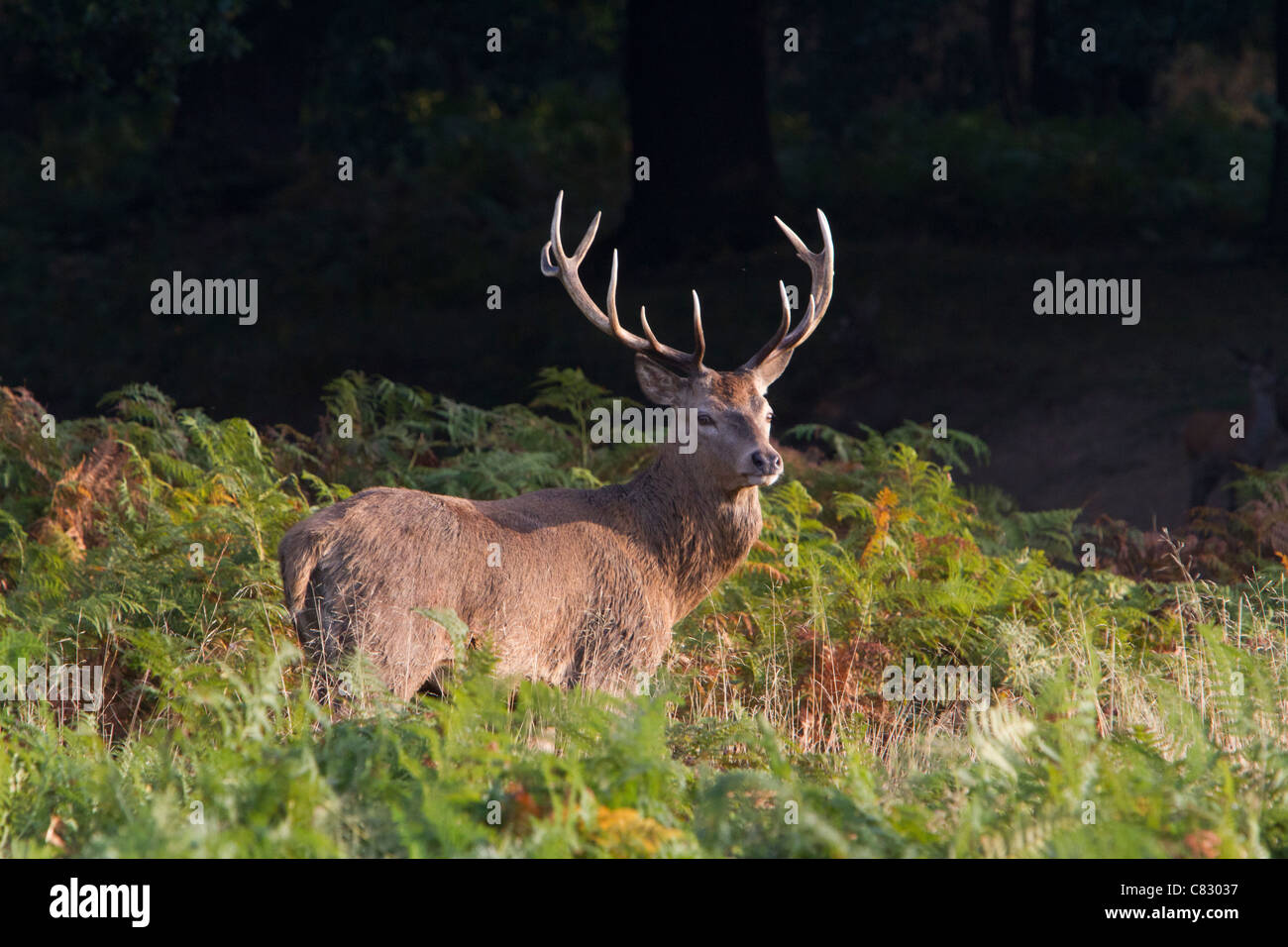 Rutting red stag deer Richmond Park London Stock Photo