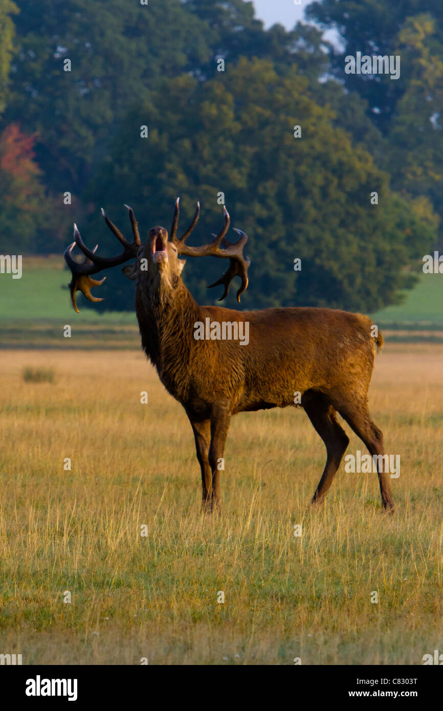 Rutting scenting red stag deer Richmond Park London Stock Photo