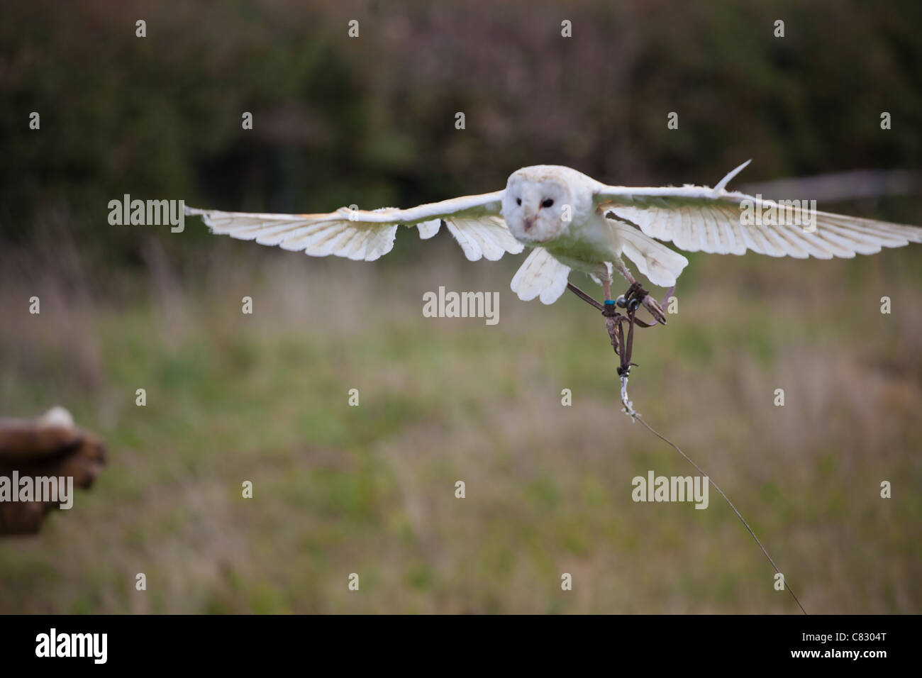Trained Barn Owl flying towards a falconers glove Stock Photo