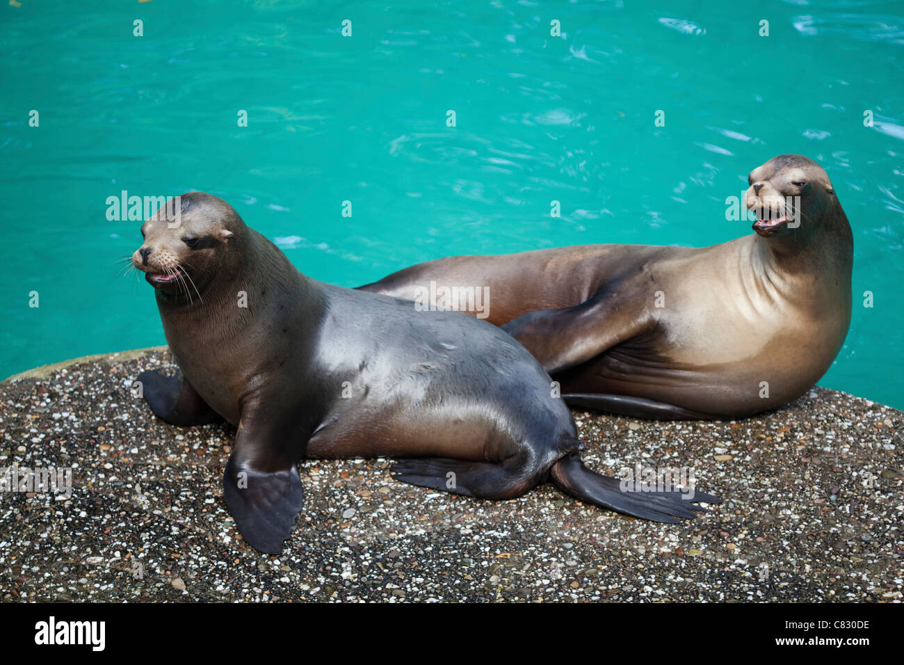 Sea Lions (Zalophus californianus). Two females relaxing on land showing flippers. Wuppertal Zoological Gardens, Germany. Stock Photo