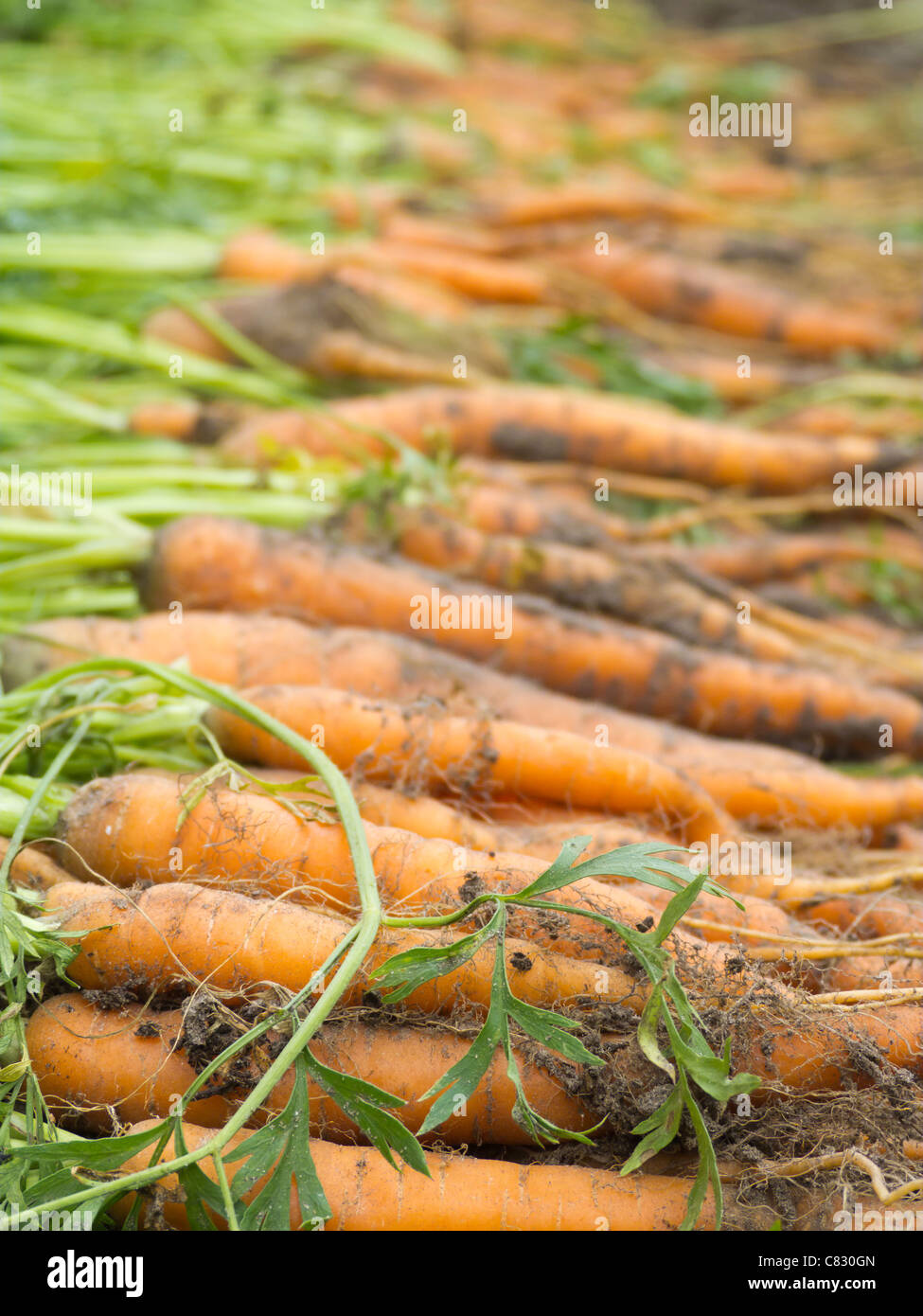 Carrots Harvest Stock Photo