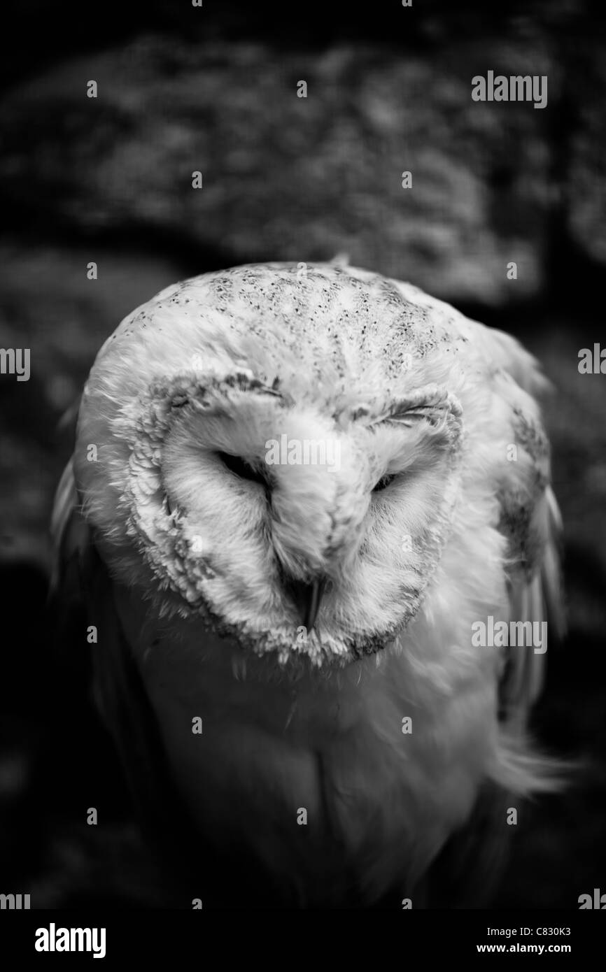 Black and white image of a barn owl Stock Photo